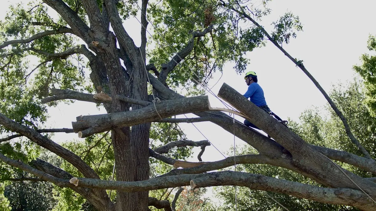 Professional Crown Thinning performed by certified arborists in Worth