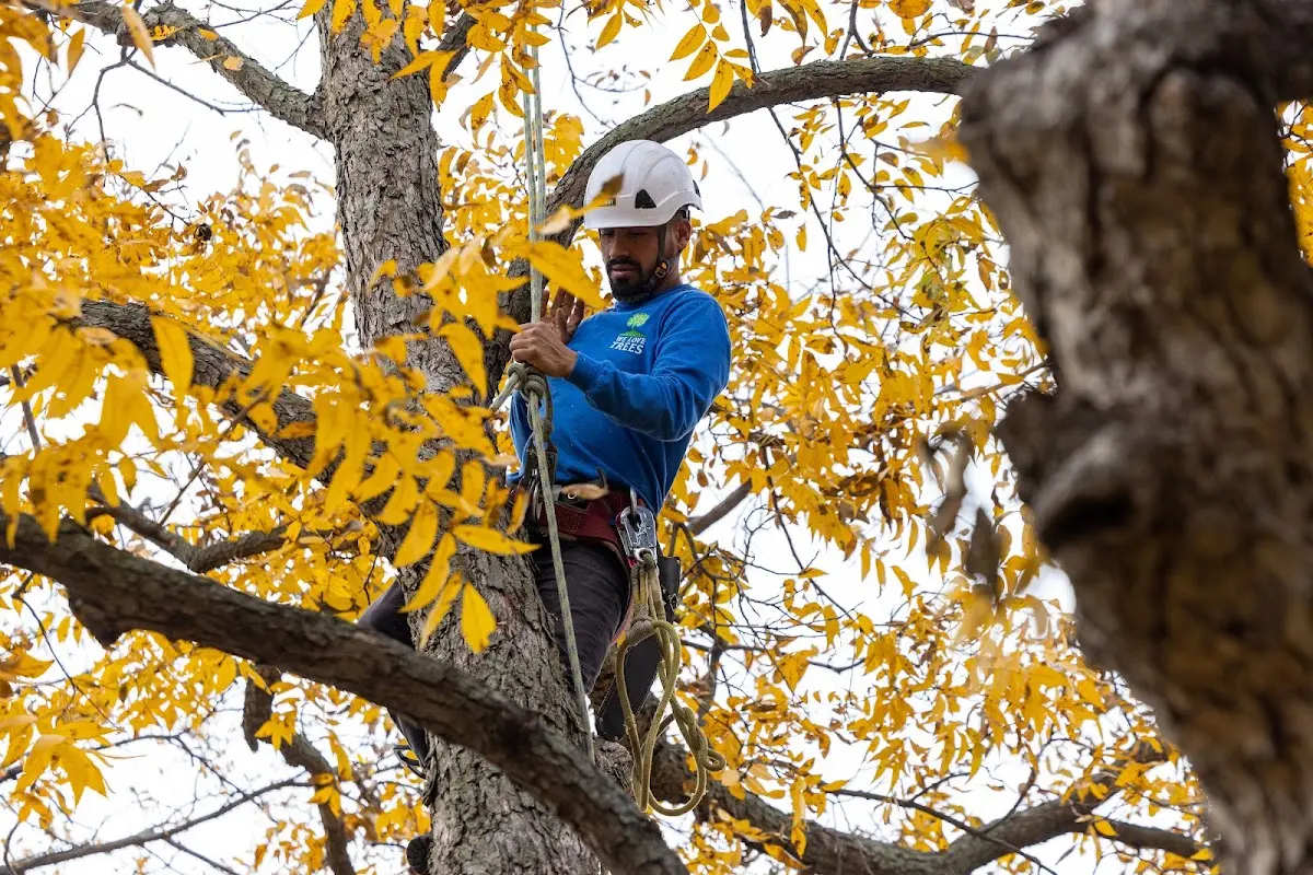 Skilled Tree Trimming crew working in Worth